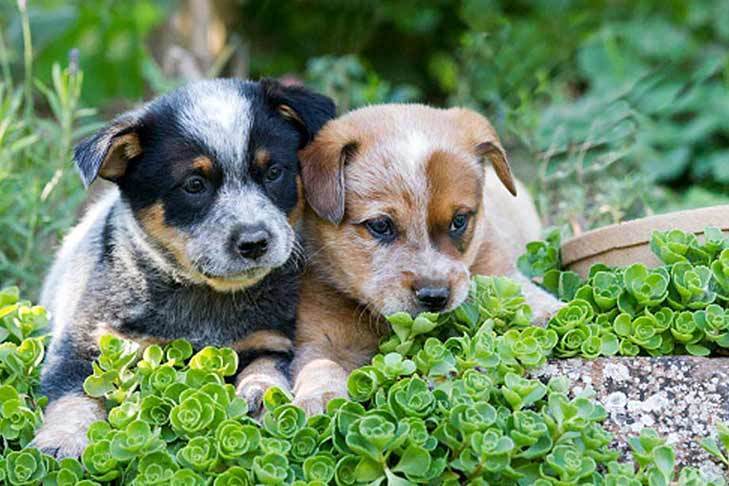 Australian cattle dog szczeniaki