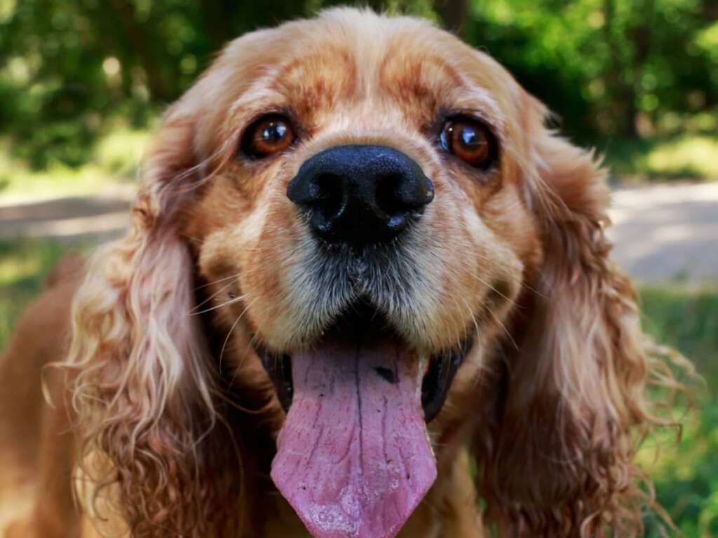 Cocker spaniel amerykański pies