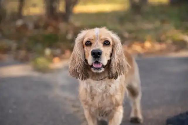 Cocker spaniel amerykański rasa psa