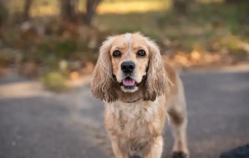 Cocker spaniel amerykański rasa psa