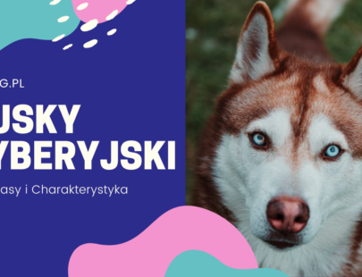 Husky syberysjki – Rasa Psa (Film)