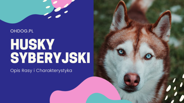 Husky Syberyjski