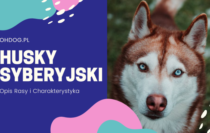 Husky Syberyjski