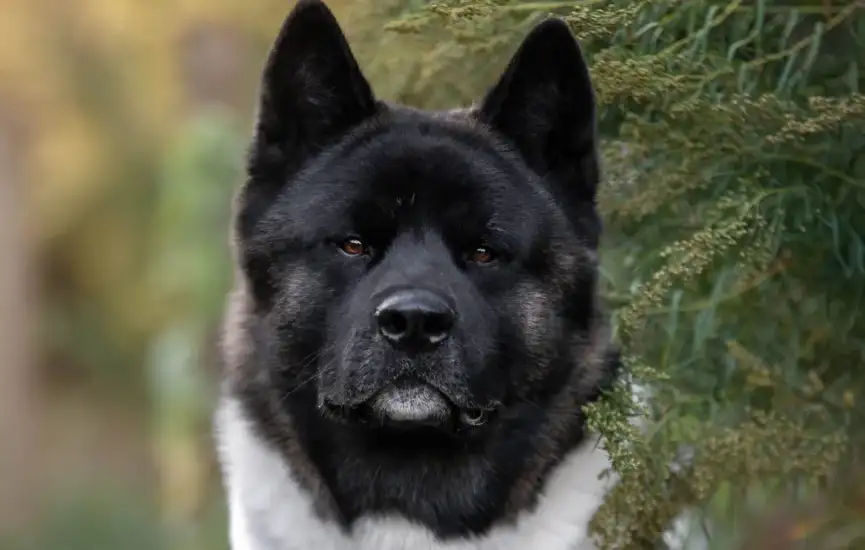 akita amerykańska dog time