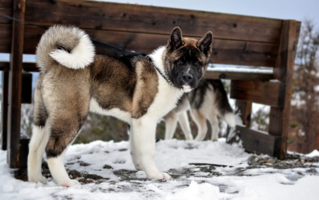 akita amerykańska rasa psa