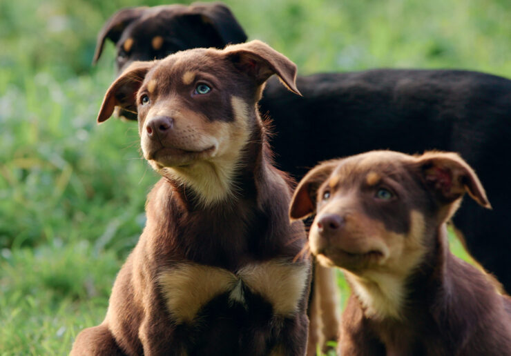 kelpie szczeniaki