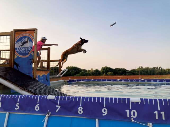 dog diving psi sport