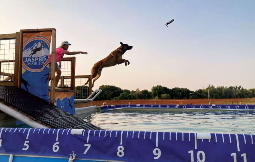 dog diving psi sport