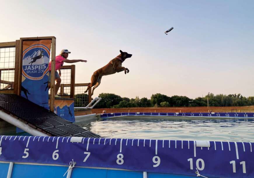 dog diving psi sport