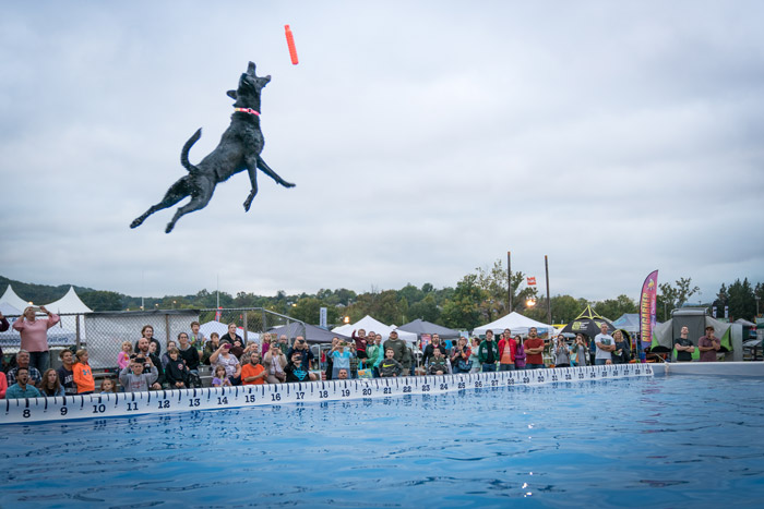 dog diving sport