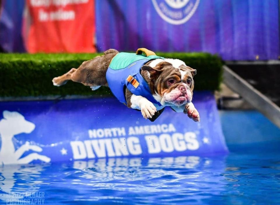 dog diving