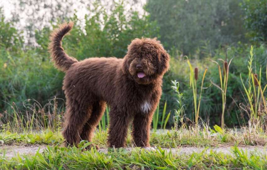 barbet charakterystyka