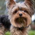 Yorkshire Terrier – Charakterystyka i opis rasy