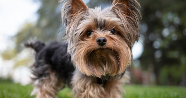 Yorkshire Terrier