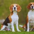 Beagle – charakterystyka i opis rasy