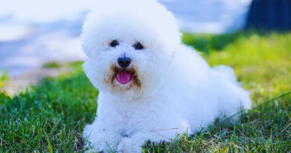 Bichon Frisé