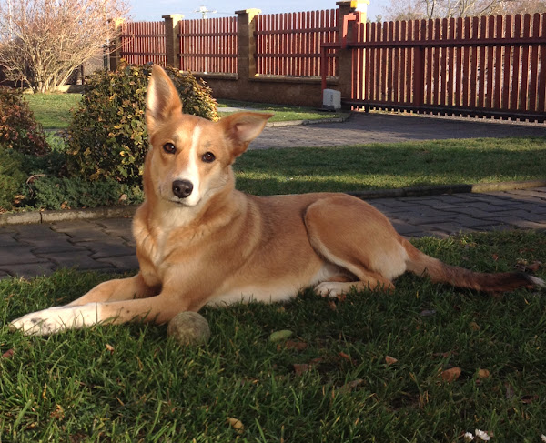 Carolina Dog charakterystyka