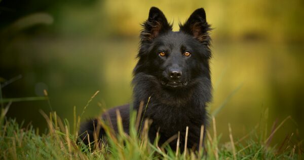 Bohemian Shepherd