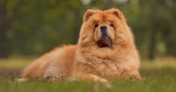 chow chow