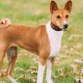 Basenji – charakterystyka i opis rasy