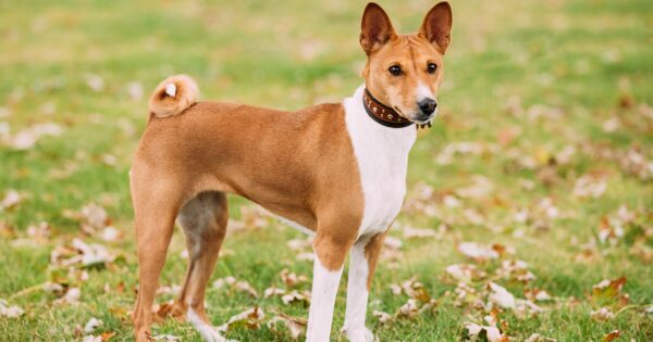 Basenji