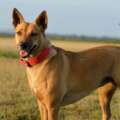 Carolina Dog – Opis Rasy i charakterystyka