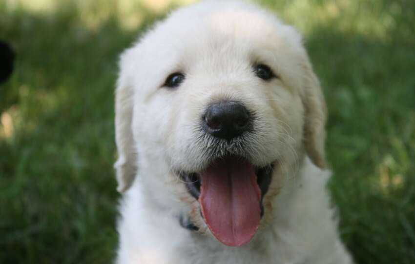 Alergie u psów: Jak je rozpoznać i jakie kroki podjąć?