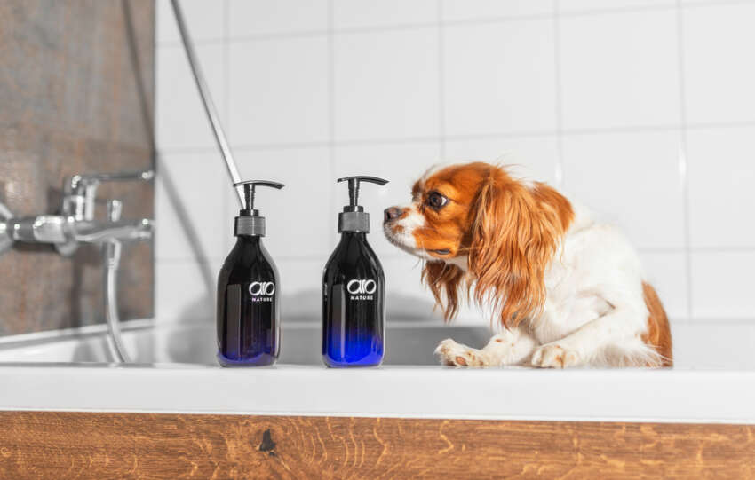 Najlepsze szampony dla psów - jak dokonać odpowiedniego wyboru?
