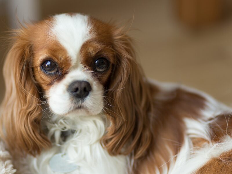 Cavalier King Charles Spaniel