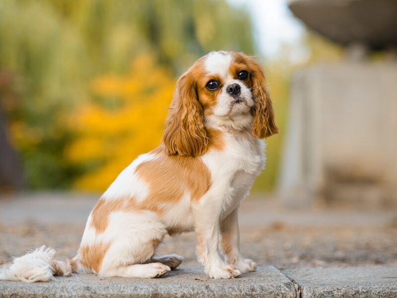 Cavalier King Charles Spaniel