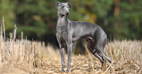 greyhound