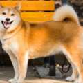 Shiba Inu – charakterystyka i opis rasy