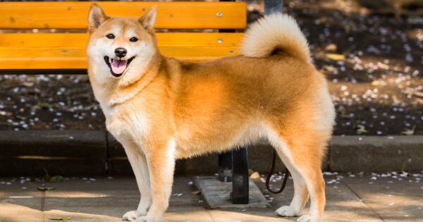 shiba inu