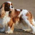 Cavalier King Charles Spaniel – charakterystyka i opis rasy