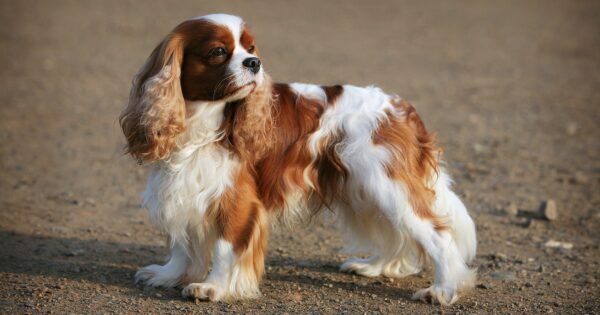 Cavalier King Charles Spaniel