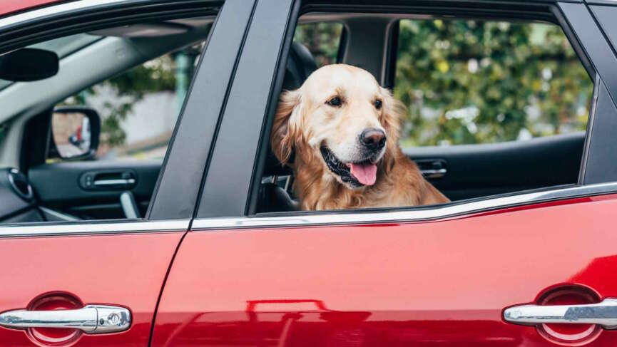 Mata ochronna na tylne siedzenie - niezbędnik każdego właściciela psa podróżującego samochodem