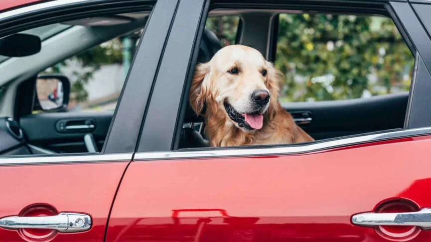 Mata ochronna na tylne siedzenie - niezbędnik każdego właściciela psa podróżującego samochodem