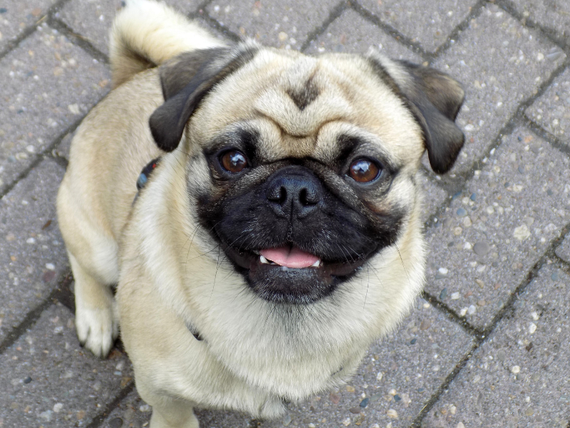 Mops – charakterystyka i opis rasy 1 Sznaucer 2025 02 12T112147.293