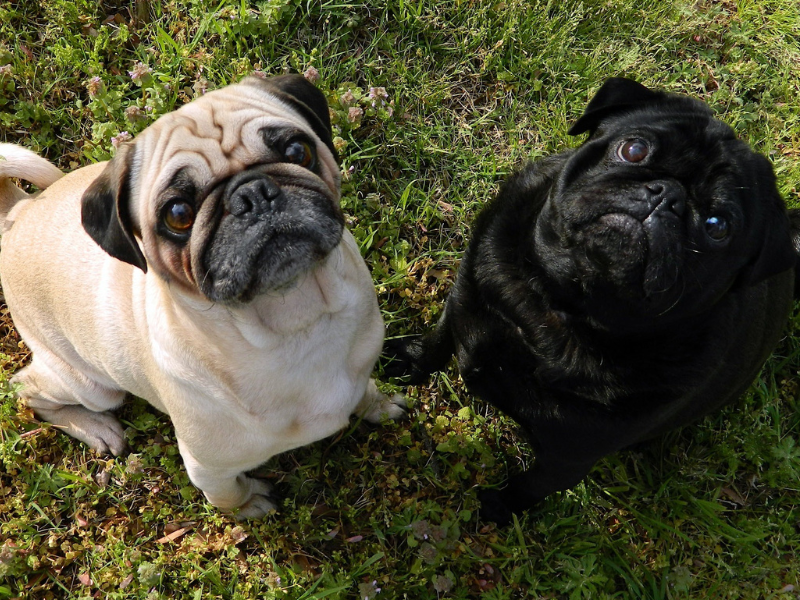 Mops – charakterystyka i opis rasy 3 Sznaucer 2025 02 12T112214.955