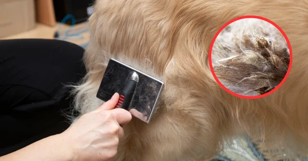 Jak pozbyć się kołtunów u psa?