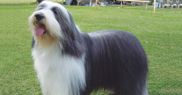 Bearded Collie