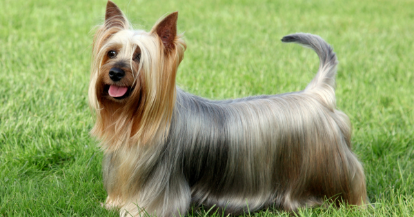 Australian Silky Terrier