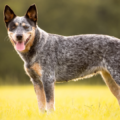 Australian Stumpy Tail Cattle Dog – charakterystyka i opis rasy