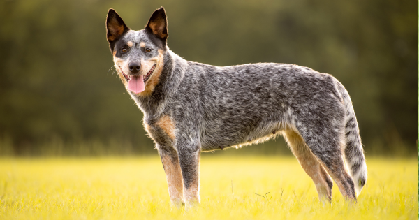 Australian Stumpy Tail Cattle Dog