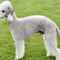 Bedlington Terrier – charakterystyka i opis rasy