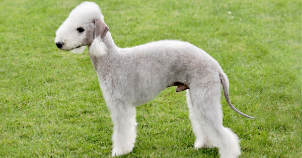 Bedlington Terrier