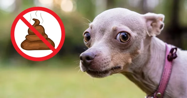 Dlaczego mój pies zjada kupę?