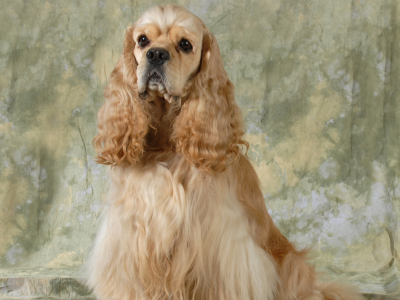Cocker spaniel amerykański – charakterystyka i opis rasy 1 Sznaucer 20 1