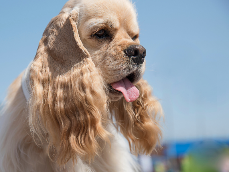 Cocker spaniel amerykański – charakterystyka i opis rasy 3 Sznaucer 21 1