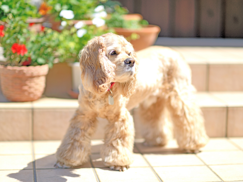 Cocker spaniel amerykański – charakterystyka i opis rasy 2 Sznaucer 22